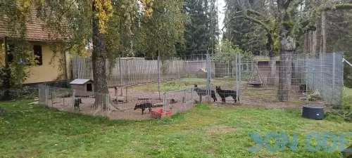 Visita ao Canil Del Camino Duro