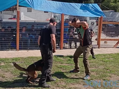 Trabalho de Agressão