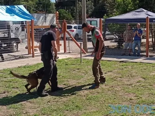 Trabalho de Agressão