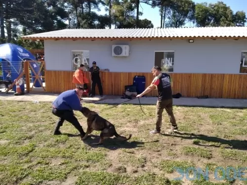 Mostrando que cão que morde luva também morde bite e gente