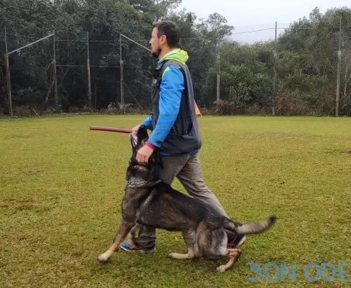 Vicente orientando como conduzeir o cão que ele formou, Otso