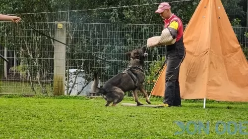 Trabalho de proteção com Pastor Alemão Otso