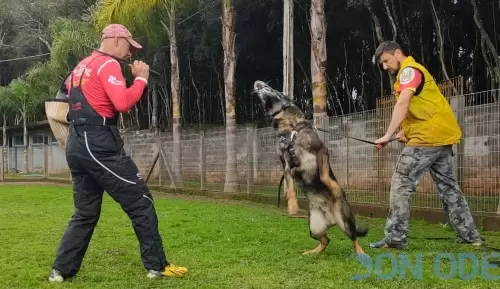 Proteção com Pastor Alemão Mus Del Jardines Real