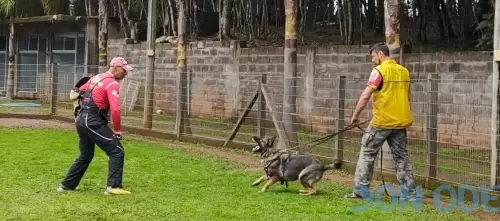 Proteção com Pastor Alemão Ully DDR Don Odé