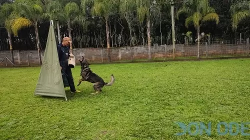 Será que tem Agressão?