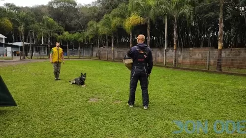 Pastor Alemão Otso x Vicente 