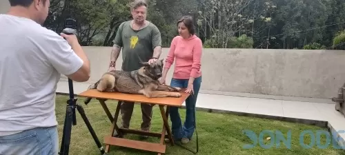 Explicação da Vet. Fernanda Deconto sobre gestação, na mesa Pastor Alemão Ursa