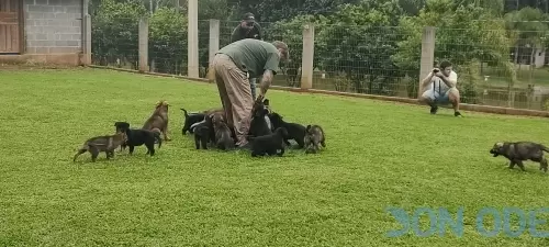 Filhotes de Pastor Alemão, capa preta, preto e cinza 