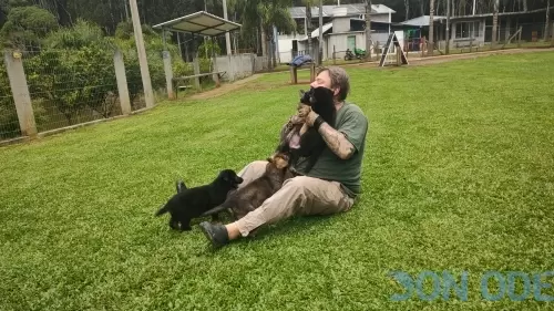 Filhote Pastor Alemão Preto e Cinza no colo Richard