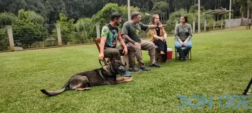 Pastor Alemão Otso Del Jardines Real também participou 