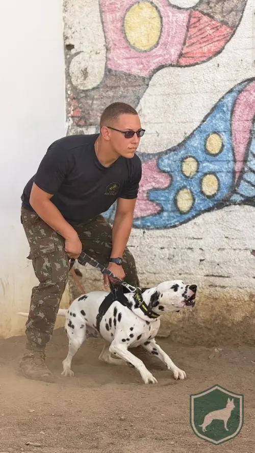 Dalmata 