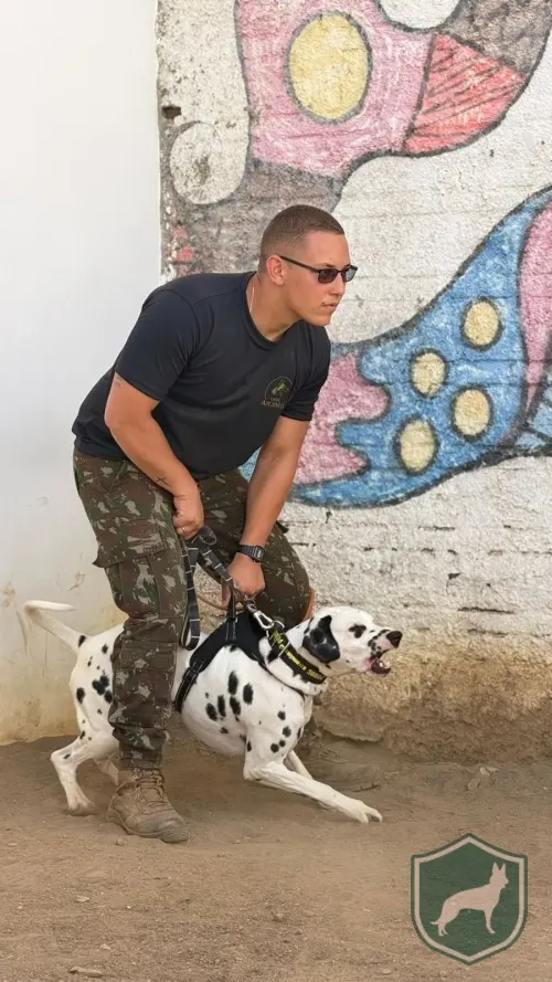 Dalmata