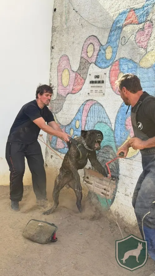 Bandog 08 meses