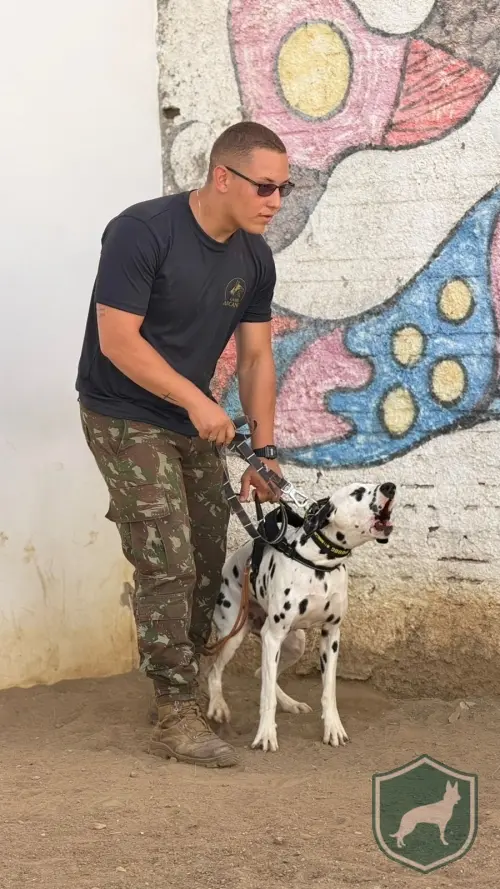 Dalmata