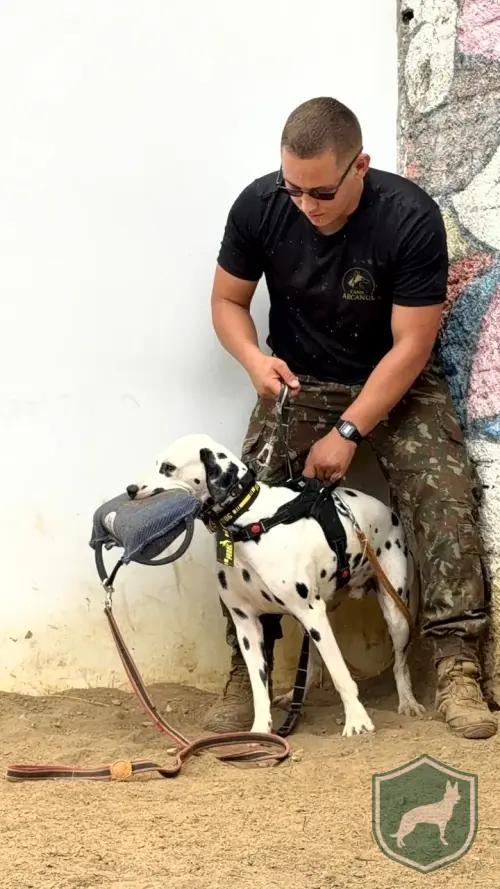 Dalmata na Proteção