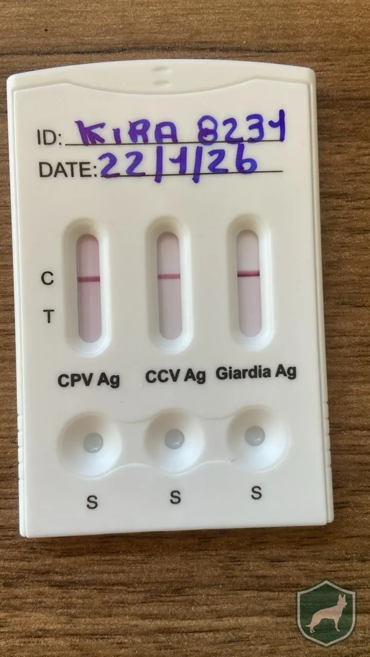 Teste Rapido - Parvo / Corona / Giardia